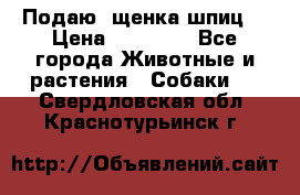 Подаю. щенка шпиц  › Цена ­ 27 000 - Все города Животные и растения » Собаки   . Свердловская обл.,Краснотурьинск г.